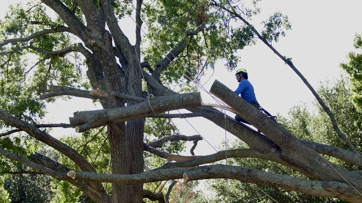 Professional Hazardous Tree Removal performed by certified arborists in Robson